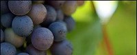 Recent climate trends impacts on grape harvest date