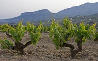 Spanish premium-quality wine areas at risk under climate change