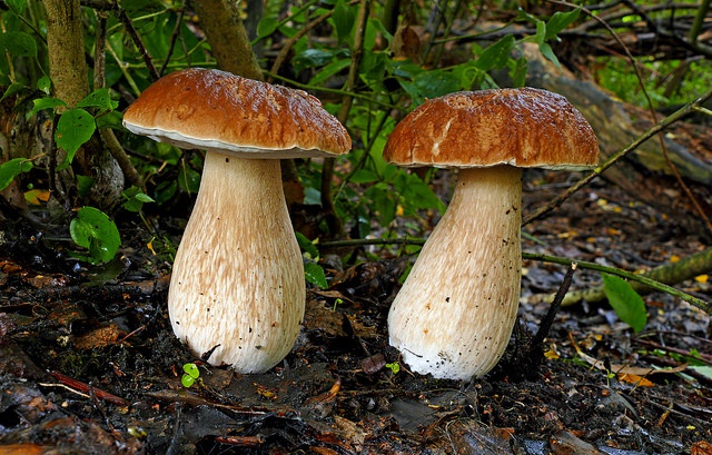 Surprisingly, climate change may increase mushroom productivity in Mediterranean forests 